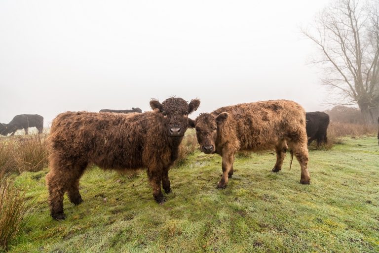 On a foggy Saturday morning in the field, a galloway in the meadow